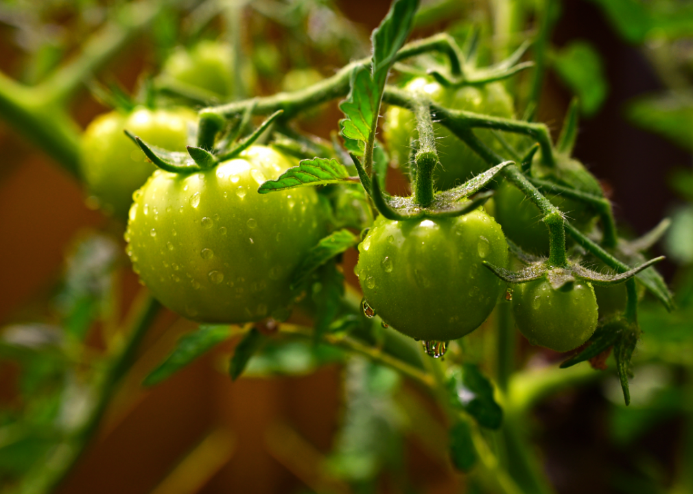 Green tomatoes